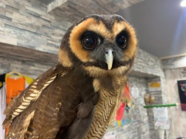 『あうるぱーく』フクロウカフェ池袋の触れ合い体験で癒される