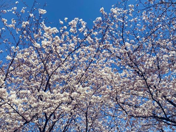 池袋でお花見 桜を見るならココ 池袋民が教える定番 穴場スポット 池ぶく郎