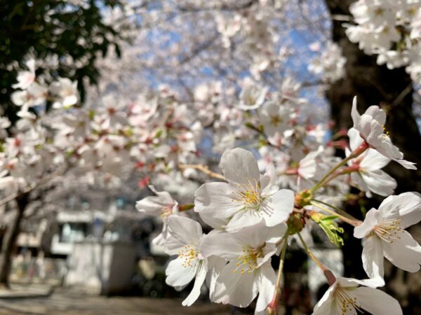 池袋でお花見 桜を見るならココ 池袋民が教える定番 穴場スポット 池ぶく郎